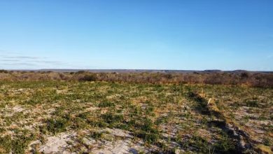 Photo of Desmatamento recua no país, porém Chapada do Araripe mantém índices preocupantes