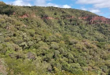 Photo of O Oásis do Sertão em Festa: Flona Araripe Celebra 80 Anos sob a Urgência Climática