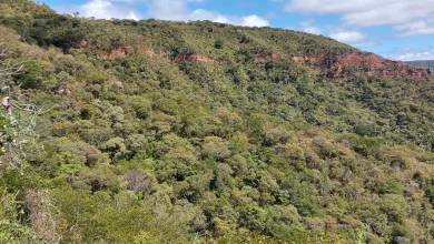 Photo of O Oásis do Sertão em Festa: Flona Araripe Celebra 80 Anos sob a Urgência Climática